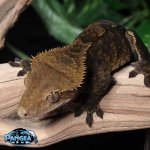 crested-gecko-Fs29T.jpg