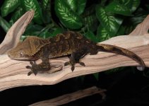crested-gecko-Fs29b.jpg