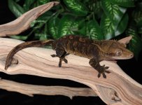 crested-gecko-Fs29c.jpg