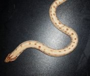 conda hetsnow 020.jpg