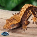 crested-gecko-Fs31T.jpg