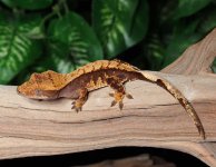 crested-gecko-Fs31b.jpg