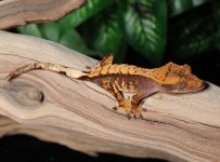 crested-gecko-Fs31c.jpg