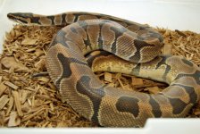Enchi-M.jpg