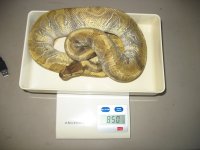IMG_0928.jpg