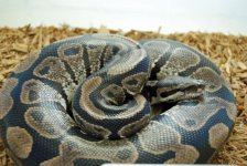 2000_SK_Axanthic_M1.jpg