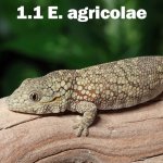 eurydactylodes-agricolae-pair.jpg