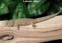 female-eurydactylodes-agricolae.jpg