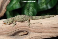 male-eurydactylodes-agricolae.jpg