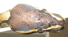 IMG_0923.jpg