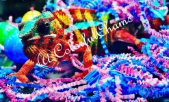 IMG_1592.jpg