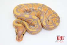 Banana100%HetClownM53-60g.jpg