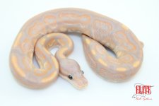 BananaCinnamonM60-65g.jpg