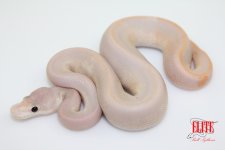 BananaCinnamonChampagneM59-75g.jpg