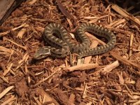 David's Hatchling, 2017, 4.jpg