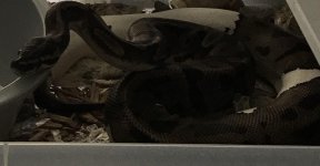 FemalePiebald.jpg