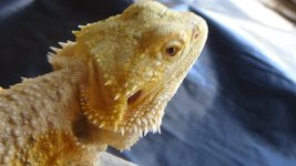 female citrus hetb trans .jpg