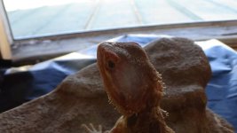 red citrus hh ht baby2.jpg