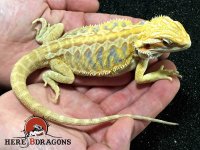 2016-21-10-Male-Extreme-Blue-Bar-Citrus-Hypo-Leatherback-Bearded-Dragon.jpg 2016-21-10-Male-Extreme-Blue-Bar-Citrus-Hypo-Leatherback-Bearded-Dragon.jpg