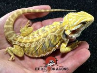 2016-21-11-Male-Blue-Bar-Citrus-Leatherback-Bearded-Dragon.jpg 2016-21-11-Male-Blue-Bar-Citrus-Leatherback-Bearded-Dragon.jpg