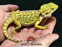 2016-21-12---female-citrus-leatherback-bearded-dragon.jpg 2016-21-12---female-citrus-leatherback-bearded-dragon.jpg