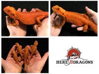 Cinnamon-x-Zuko.jpg