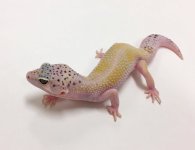 SUPER HYPO WY HET TREMPER.jpg