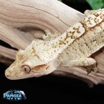 crested-gecko-Fs93t.jpg