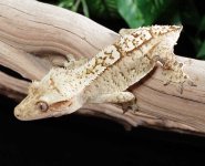 crested-gecko-Fs93a.jpg