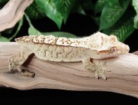 crested-gecko-Fs93b.jpg
