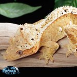 crested-gecko-Fs94T.jpg