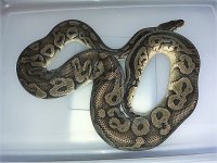black pastel 2.jpg