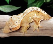 crested-gecko-Fs94a.jpg