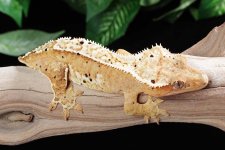 crested-gecko-Fs94b.jpg
