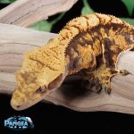 crested-gecko.jpg