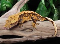 crested-gecko-Fs88b.jpg