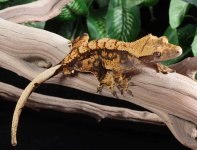 crested-gecko-Fs88c.jpg