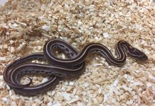 tessera het butter corn snake.jpg