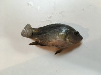 IMG_0066.jpg