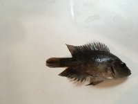 IMG_0070.jpg