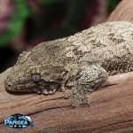 baby-leachianus-gecko.jpg