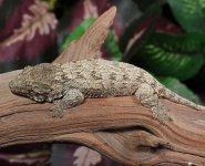 leachianus.jpg