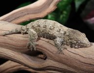 leachianus-gecko-for-sale.jpg