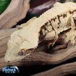 black-and-white-crested-gecko.jpg