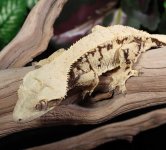 white-crested-gecko.jpg