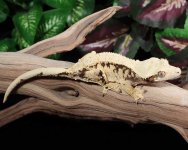 white-crested-geckos.jpg