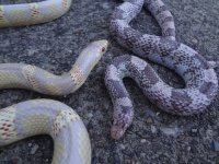 albinoanerylongnoses2.jpg