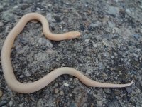 albinopringneck.jpg