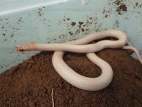 albinoarnyi3.jpg