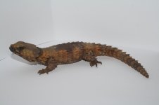 male 1 IMG_0045.JPG